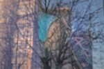 004n1pol-1 (23)