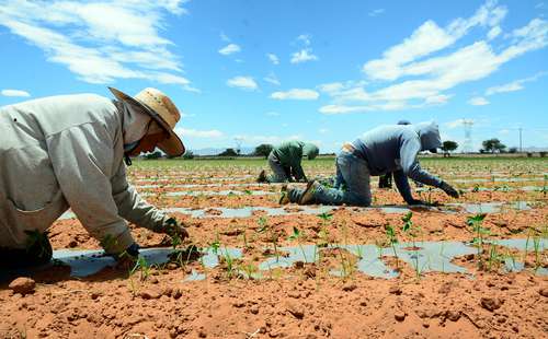 t Productores de chile en Río Grande, Zacatecas.