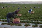 s Cosecha de fresa en San Quintín, Baja California.