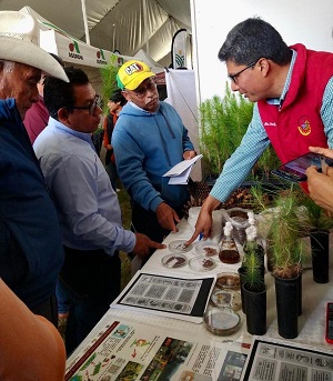 18 Contribuyen investigadores de la UATx a la restauración de bosques de coníferas B