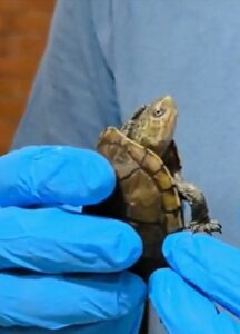 23 Comunidad y CTBC-UATx protegen, estudian y liberan a tortuga nativa de Tlaxcala (4)